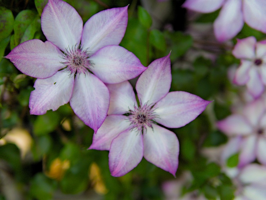 f:id:computer_philosopher:20200612092053j:plain