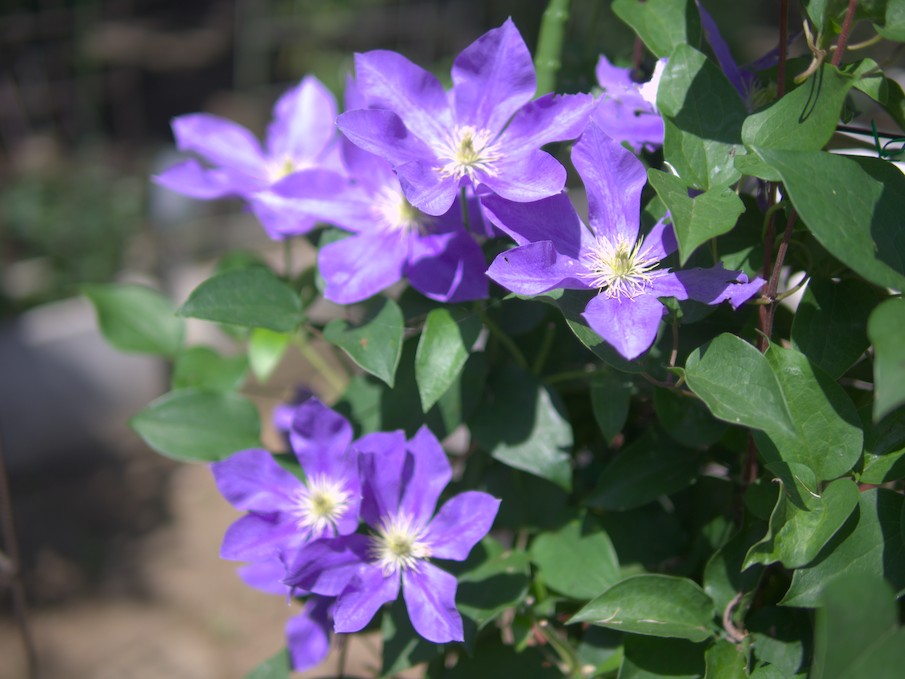 f:id:computer_philosopher:20200612092230j:plain