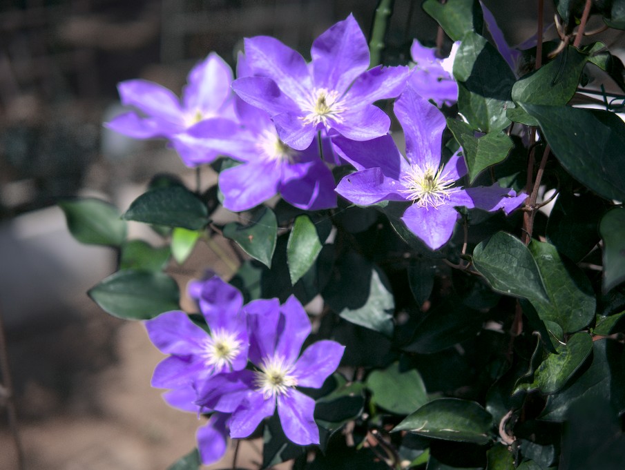 f:id:computer_philosopher:20200612092326j:plain