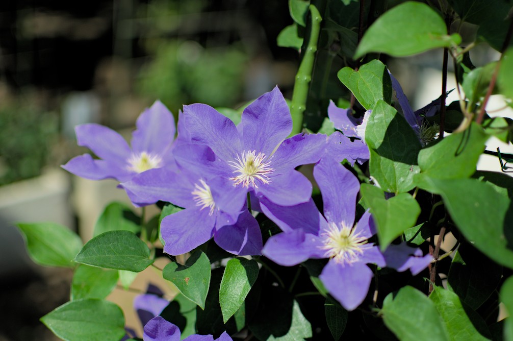 f:id:computer_philosopher:20200612092423j:plain