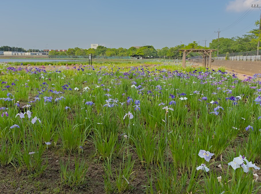 f:id:computer_philosopher:20200615100137j:plain