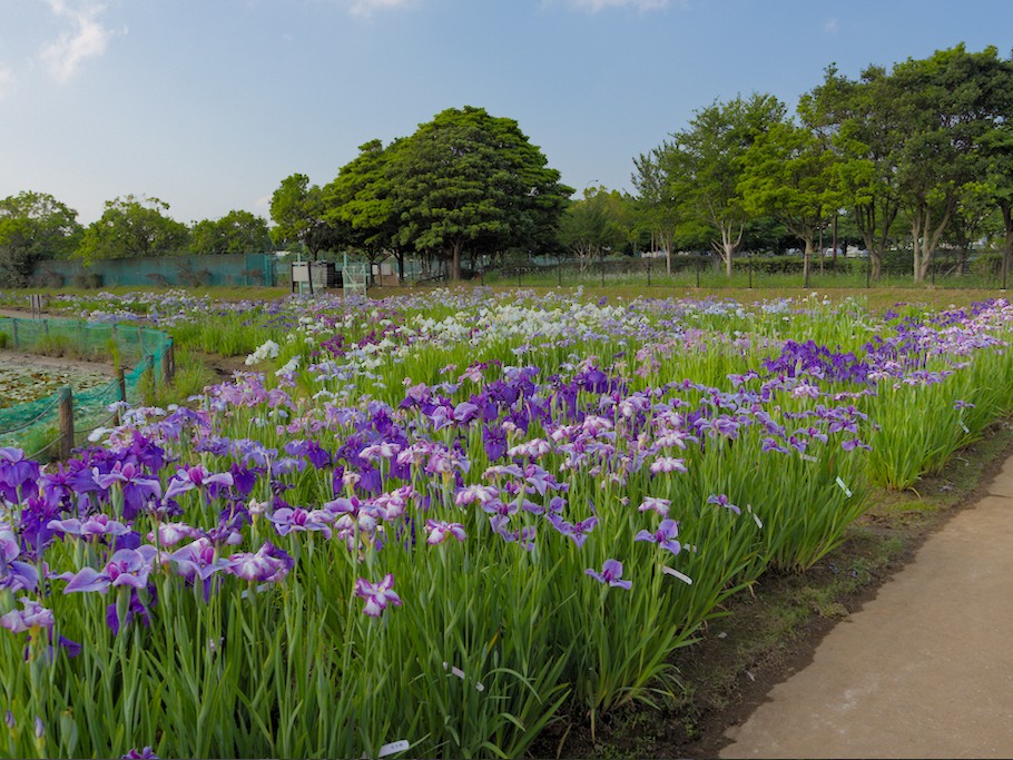 f:id:computer_philosopher:20200615100220j:plain