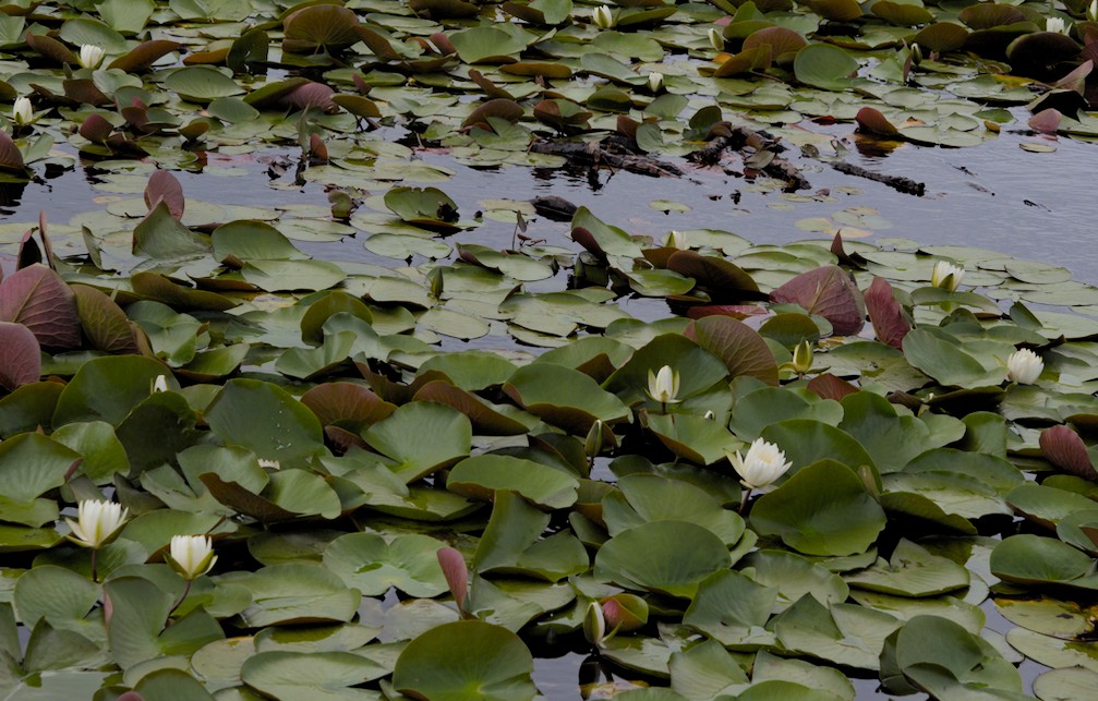 f:id:computer_philosopher:20200615100300j:plain