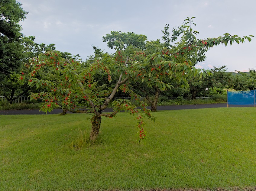 f:id:computer_philosopher:20200709154701j:plain