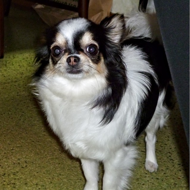 f:id:computer_philosopher:20200717144531j:plain f:id:computer_philosopher:20200717144531j:plain