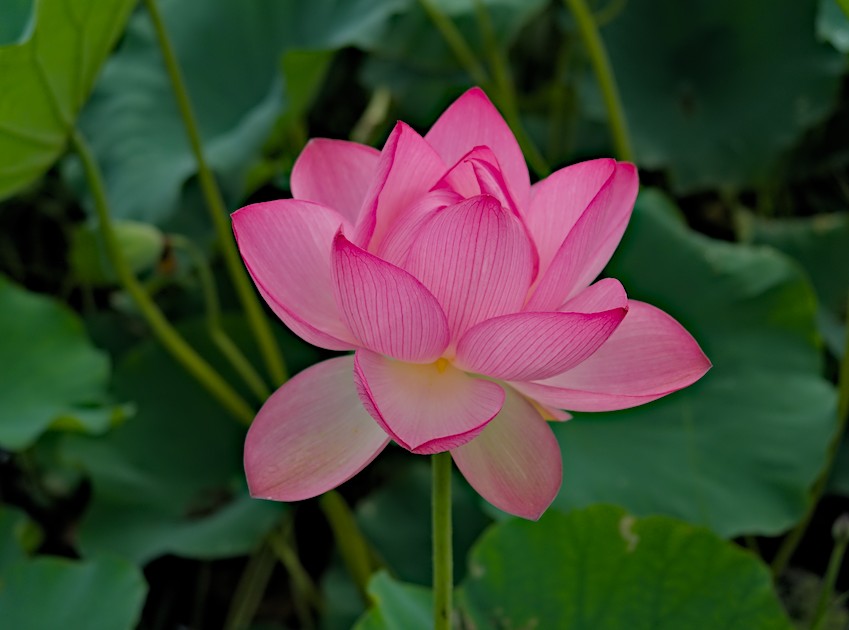 f:id:computer_philosopher:20200726202147j:plain f:id:computer_philosopher:20200726202147j:plain