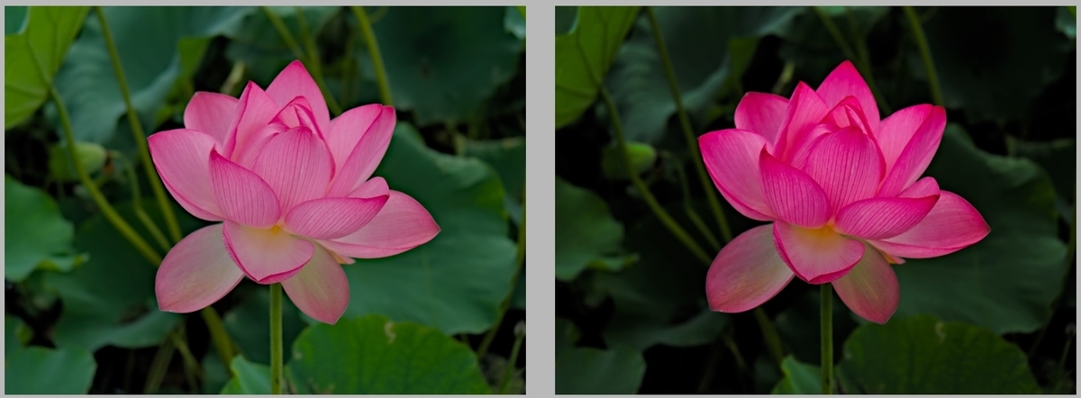 f:id:computer_philosopher:20200728122830j:plain f:id:computer_philosopher:20200728122830j:plain