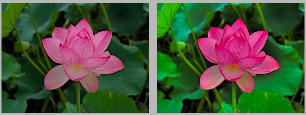 f:id:computer_philosopher:20200728122856j:plain f:id:computer_philosopher:20200728122856j:plain