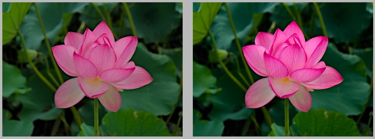 f:id:computer_philosopher:20200728122921j:plain f:id:computer_philosopher:20200728122921j:plain