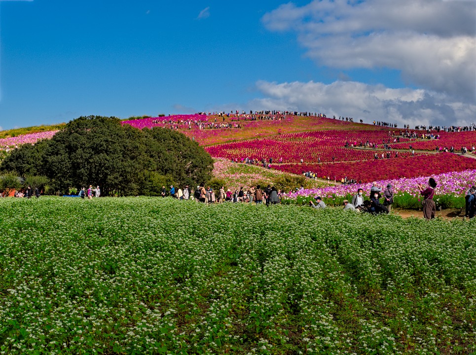 f:id:computer_philosopher:20201225200925j:plain