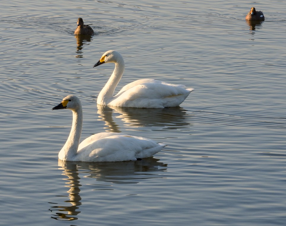 f:id:computer_philosopher:20201231214306j:plain