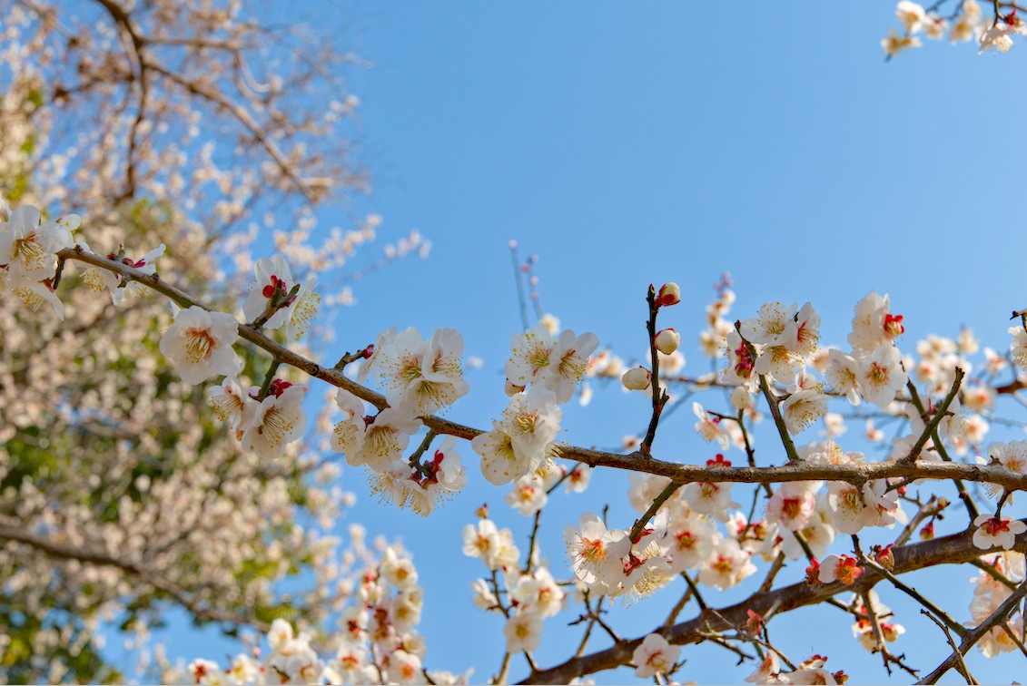 f:id:computer_philosopher:20210222223517j:plain