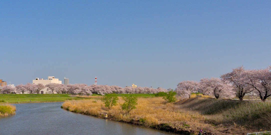 桜川のサクラ 土浦市 つくば市とその周辺の風景写真案内 ３７９ Computer Philosopher S Diary