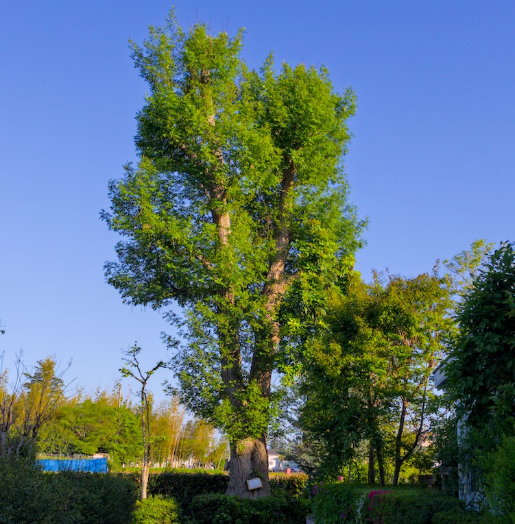 f:id:computer_philosopher:20210426220428j:plain