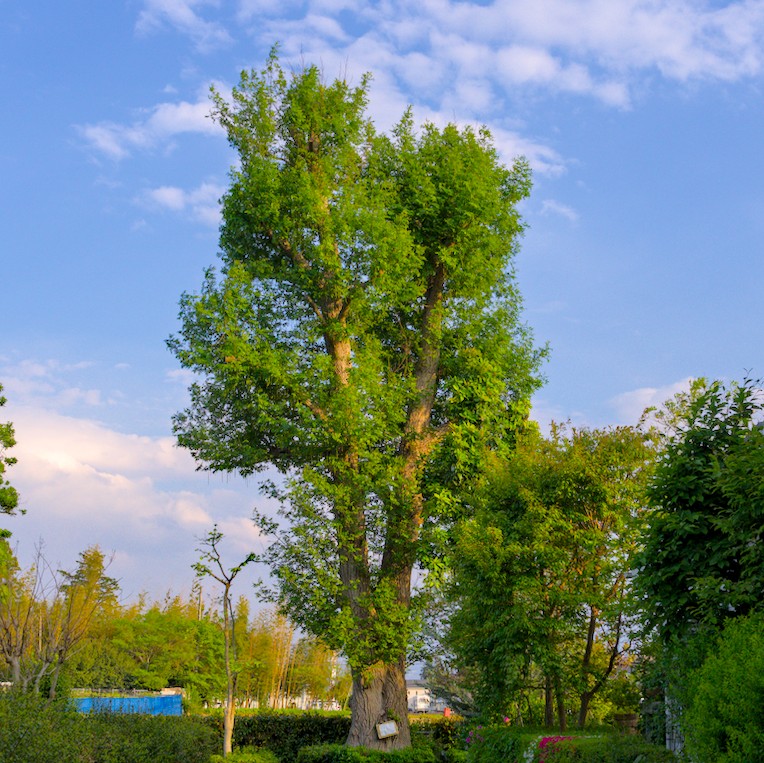 f:id:computer_philosopher:20210426220454j:plain