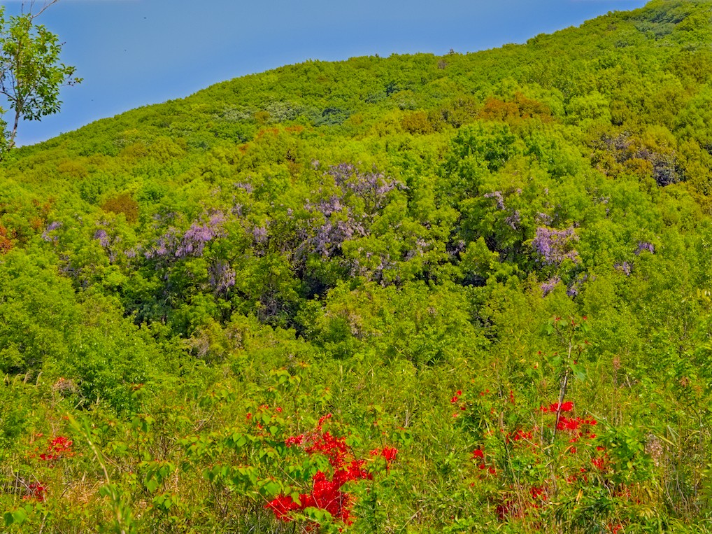 f:id:computer_philosopher:20210505162529j:plain