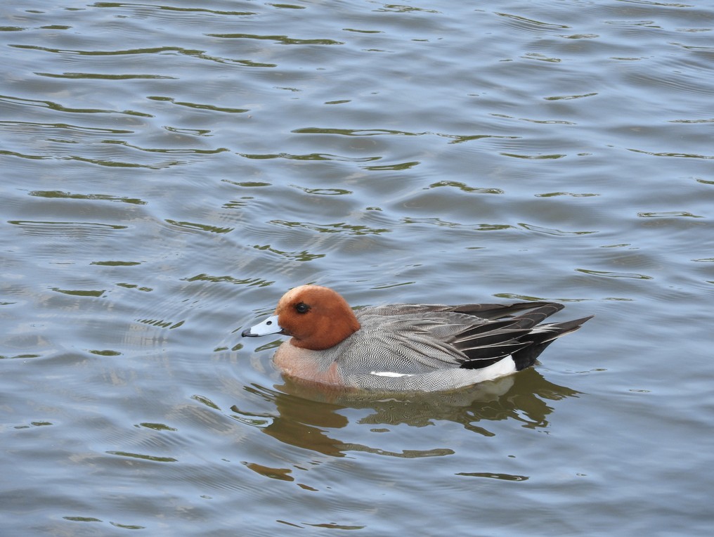 f:id:computer_philosopher:20210509204950j:plain