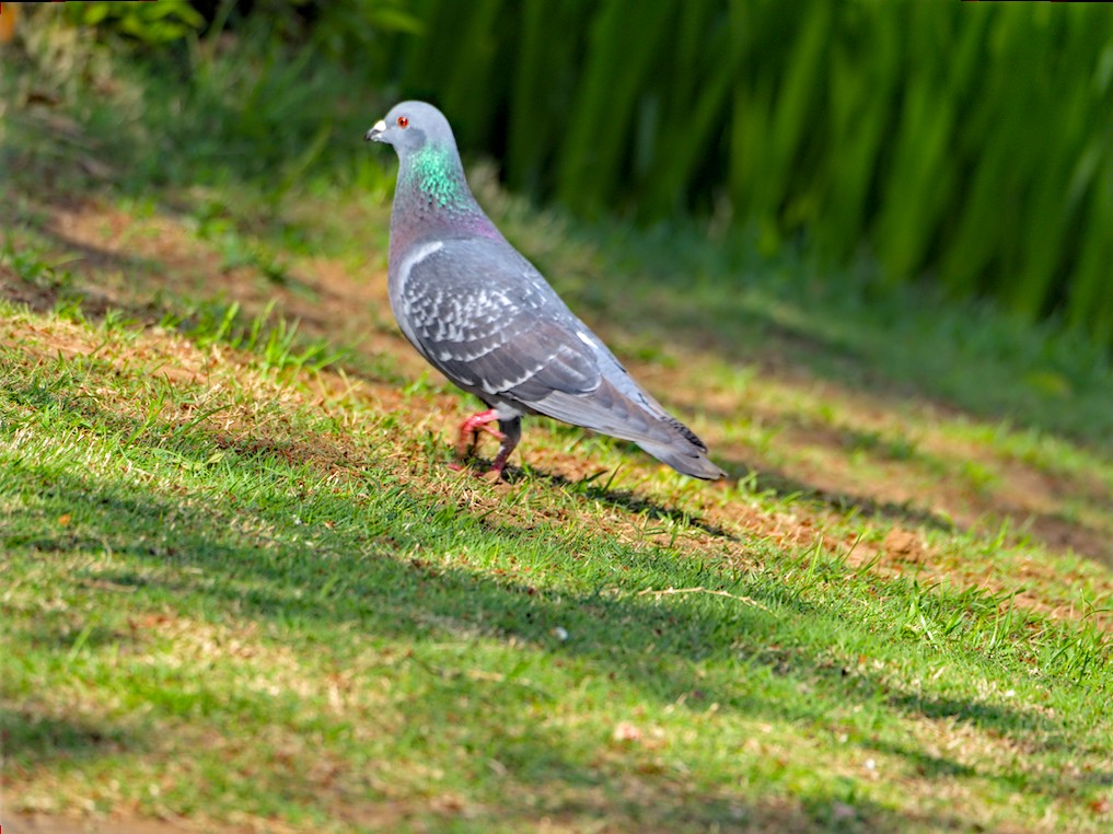 f:id:computer_philosopher:20210509205029j:plain