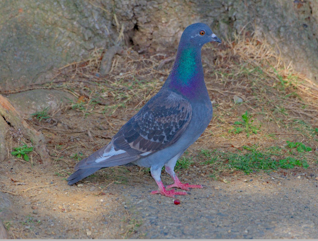 f:id:computer_philosopher:20210510181823j:plain