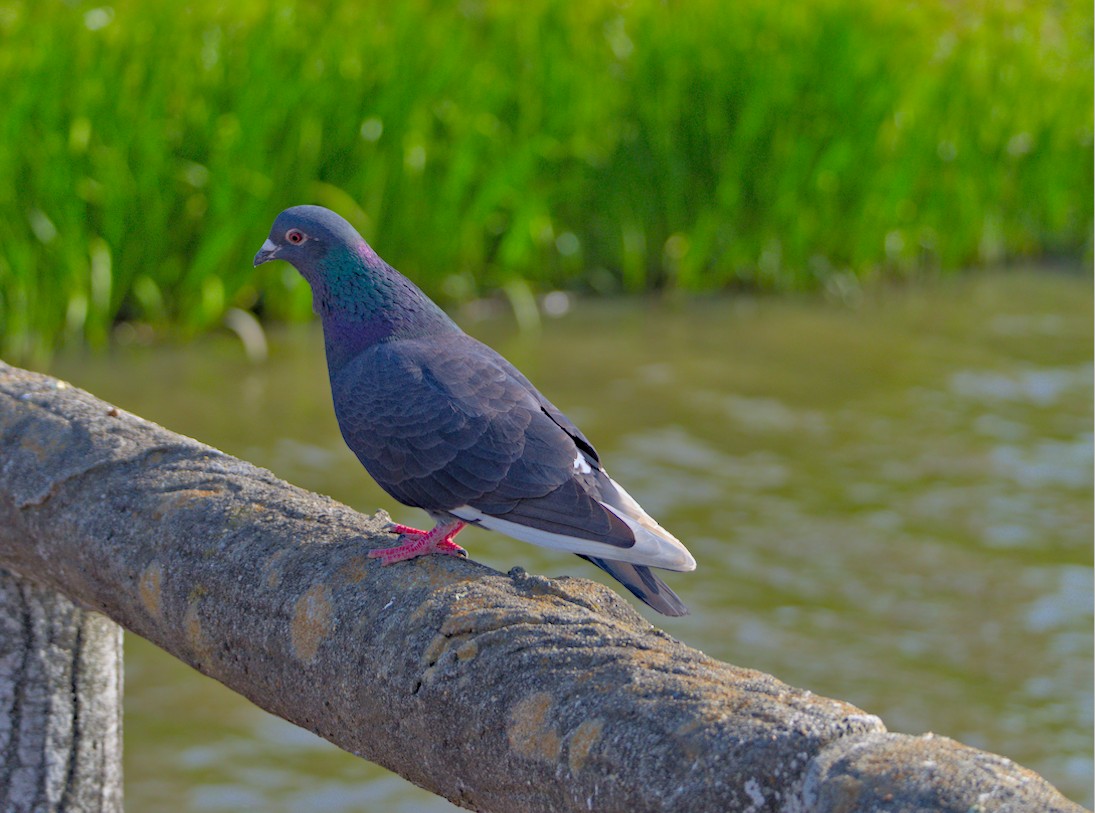 f:id:computer_philosopher:20210510181847j:plain