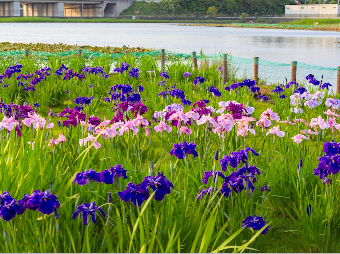 f:id:computer_philosopher:20210517211936j:plain