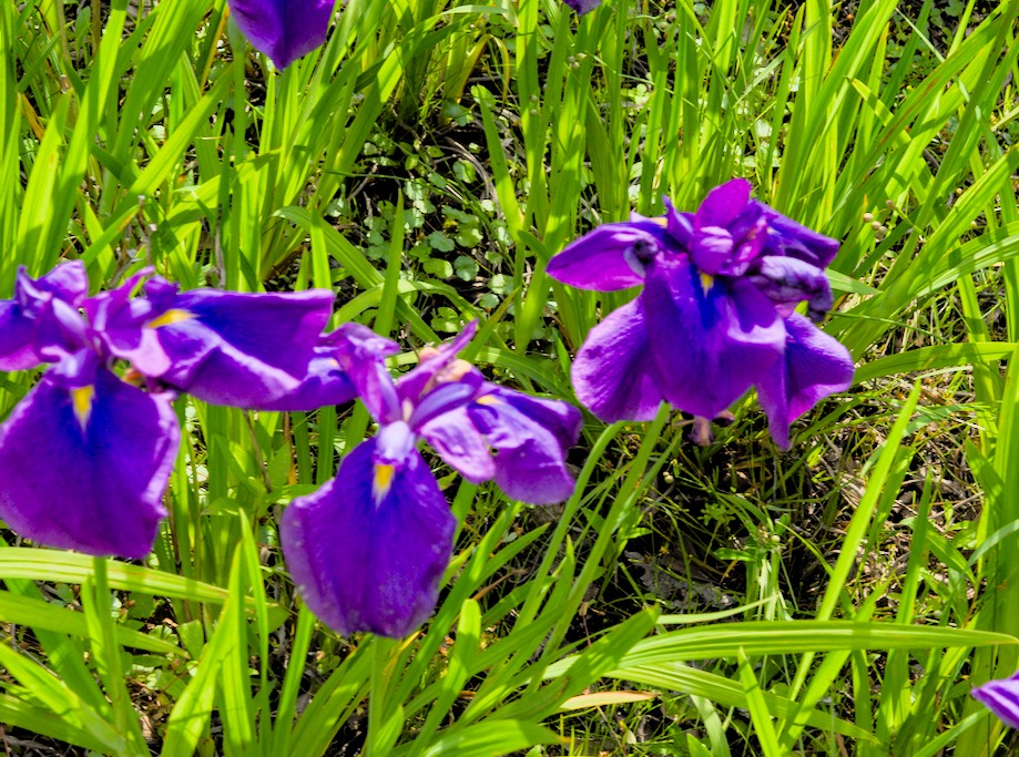 f:id:computer_philosopher:20210530225515j:plain