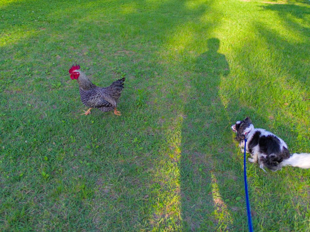 f:id:computer_philosopher:20210601223359j:plain