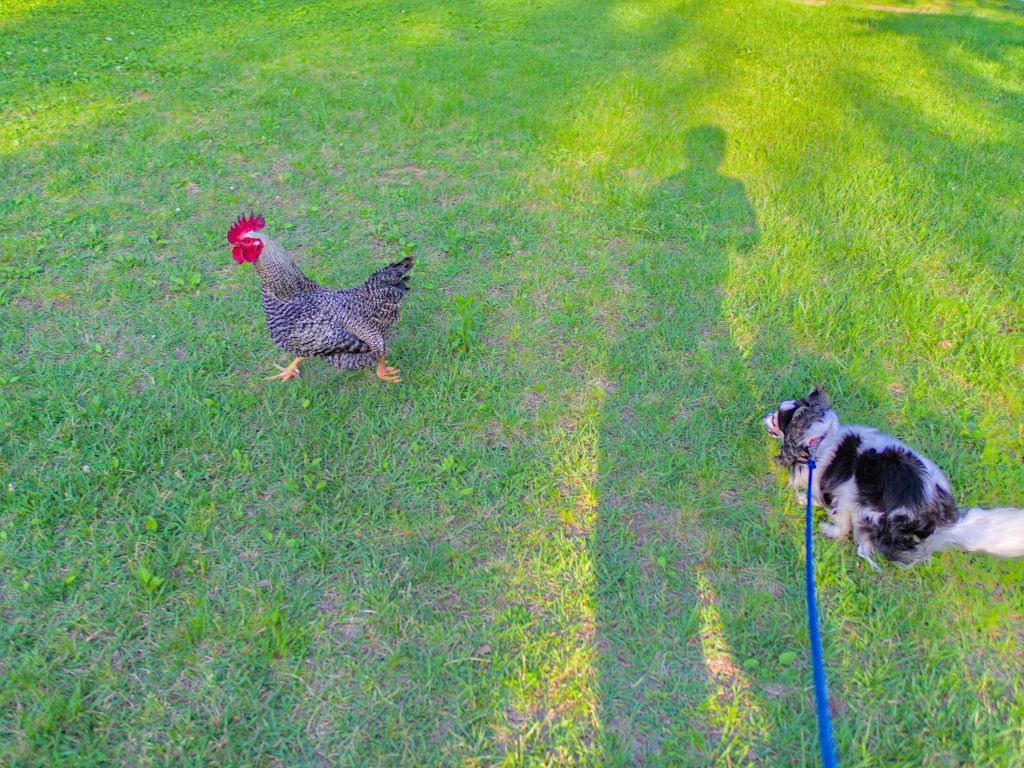 f:id:computer_philosopher:20210601223435j:plain