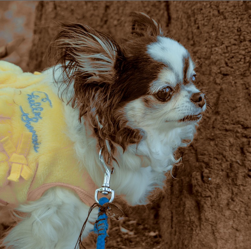 f:id:computer_philosopher:20210918222149j:plain