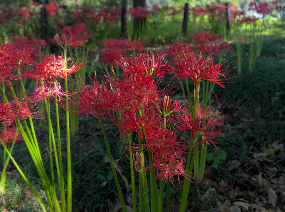 f:id:computer_philosopher:20211014225938j:plain