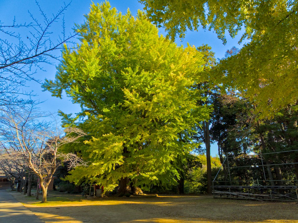 f:id:computer_philosopher:20211125120344j:plain