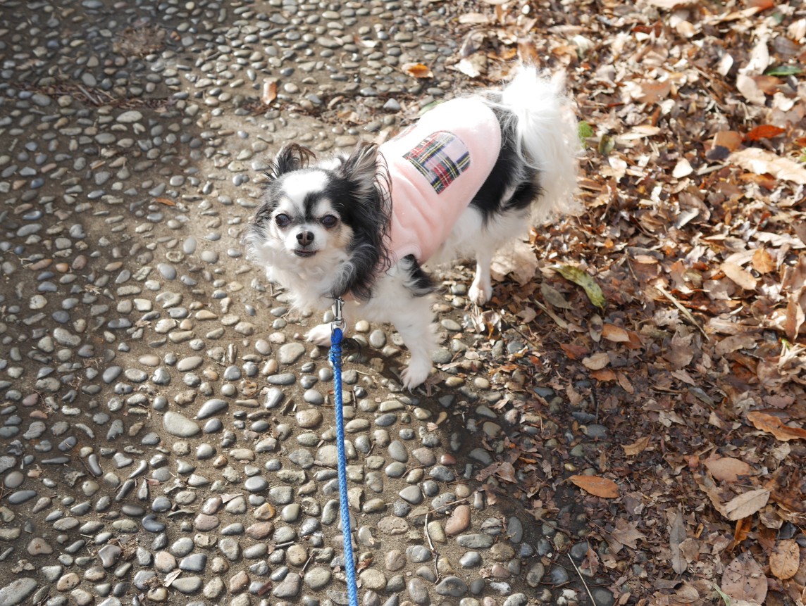 f:id:computer_philosopher:20220124234701j:plain