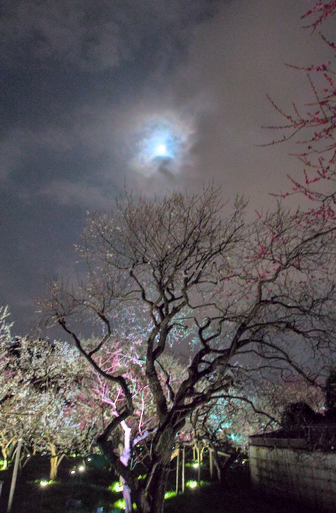 f:id:computer_philosopher:20220319223549j:plain