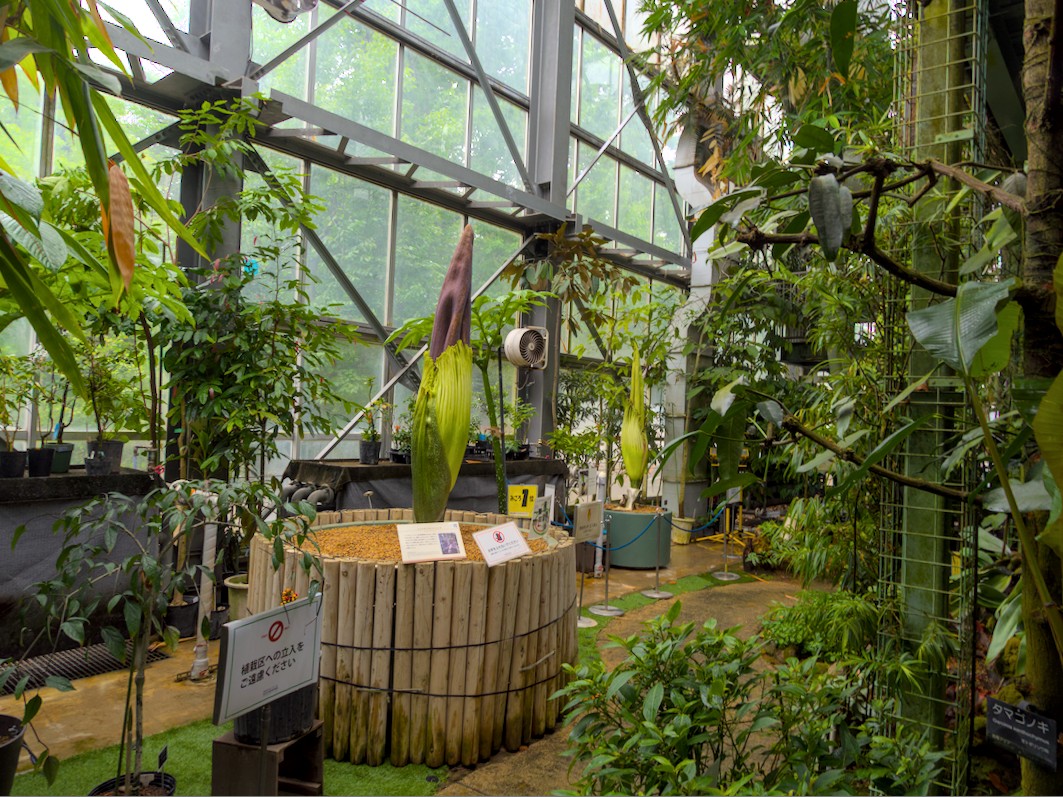 国立科学博物館筑波実験植物園のショクダイオオコンニャク~つくば市とその周辺の風景写真案内(1062) computer_philosopher’s diary 国立科学博物館筑波実験植物園のショクダイオオコンニャク~つくば市とその周辺の風景写真案内(1062) computer_philosopher’s diary