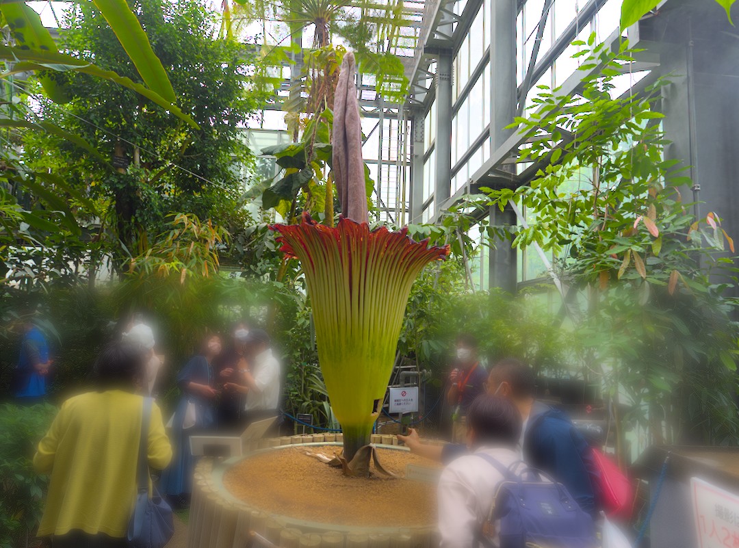 国立科学博物館筑波実験植物園のショクダイオオコンニャク~つくば市とその周辺の風景写真案内(1072) computer_philosopher’s diary 国立科学博物館筑波実験植物園のショクダイオオコンニャク~つくば市とその周辺の風景写真案内(1072) computer_philosopher’s diary