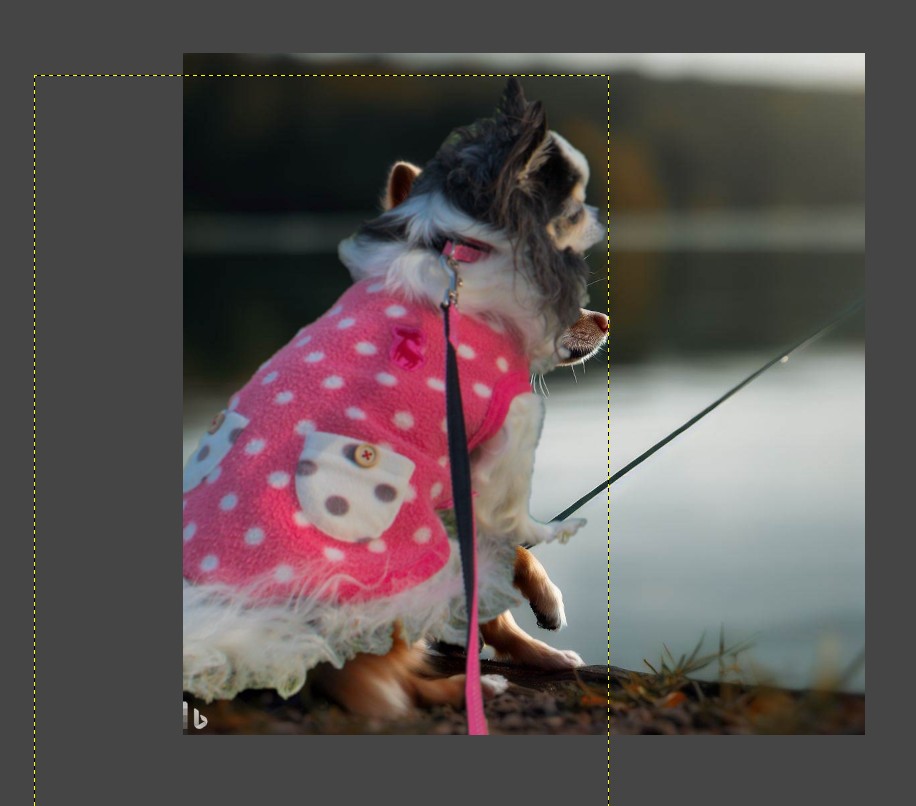 darktableのWatermarkを使いこなす。 computer_philosopher’s diary