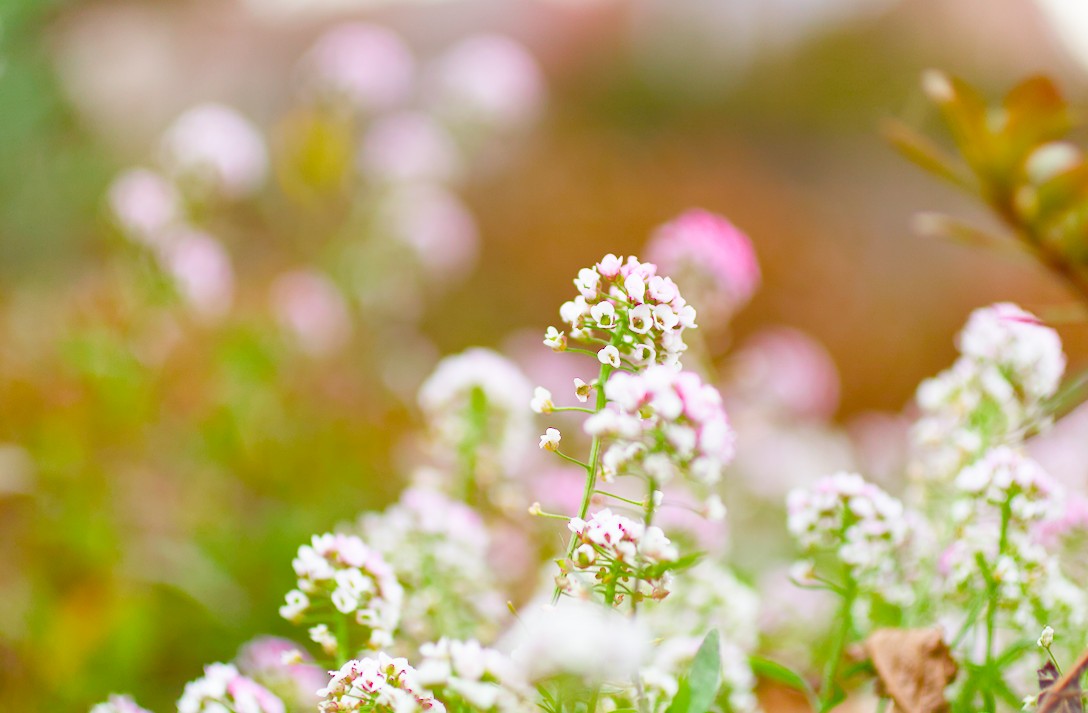 ▽▽更に値下中・草花接写が楽しくなる【COMPACT-MACRO Lens 】