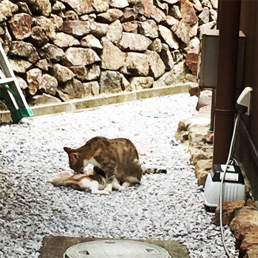 f:id:conakichi:20160824145606j:image f:id:conakichi:20160824145606j:image
