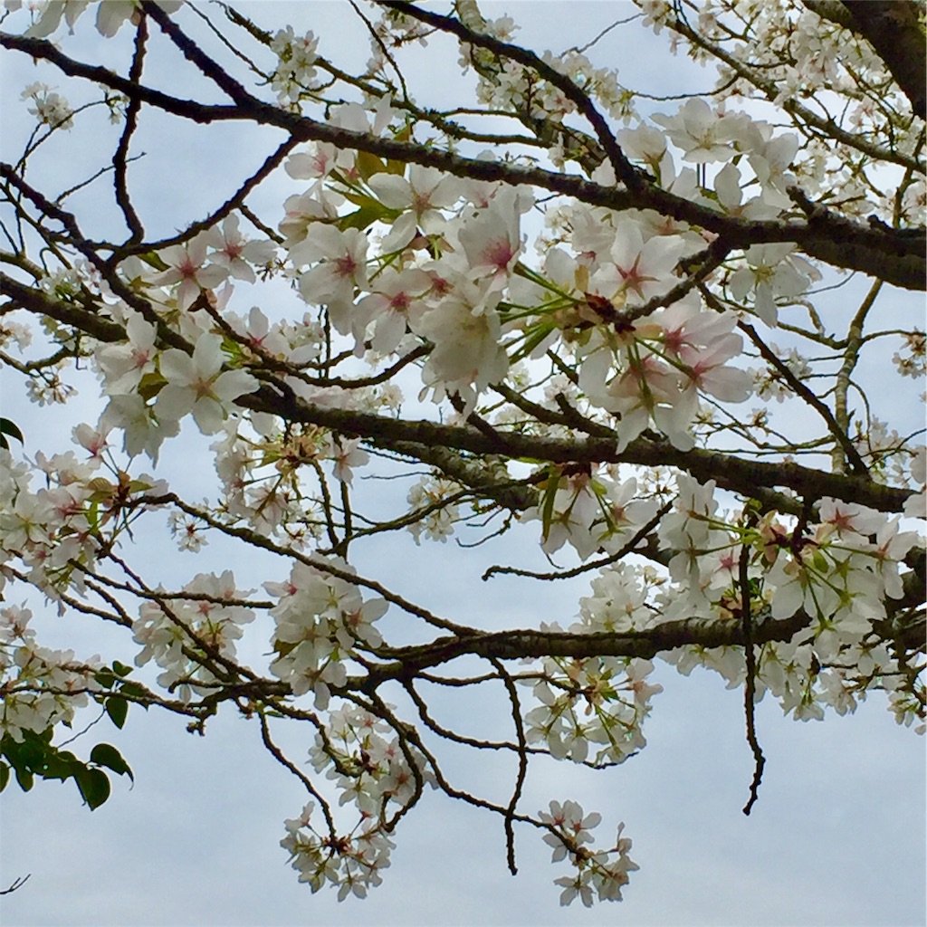 f:id:conakichi:20200322153835j:image f:id:conakichi:20200322153835j:image