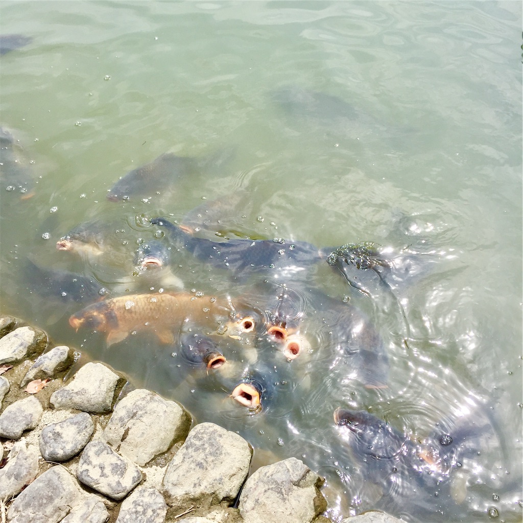 f:id:conakichi:20200322154033j:image f:id:conakichi:20200322154033j:image