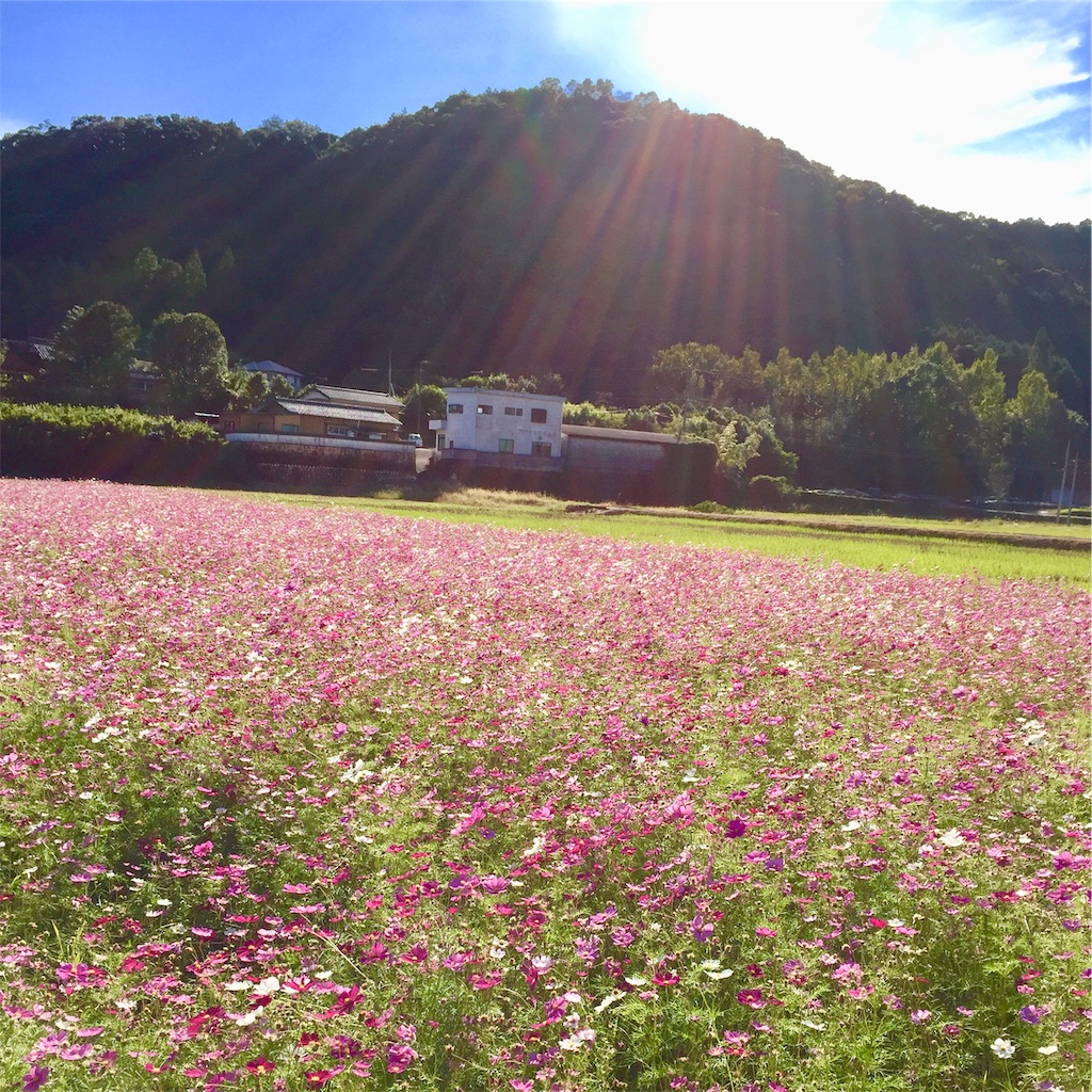 f:id:conakichi:20201027082710j:image
