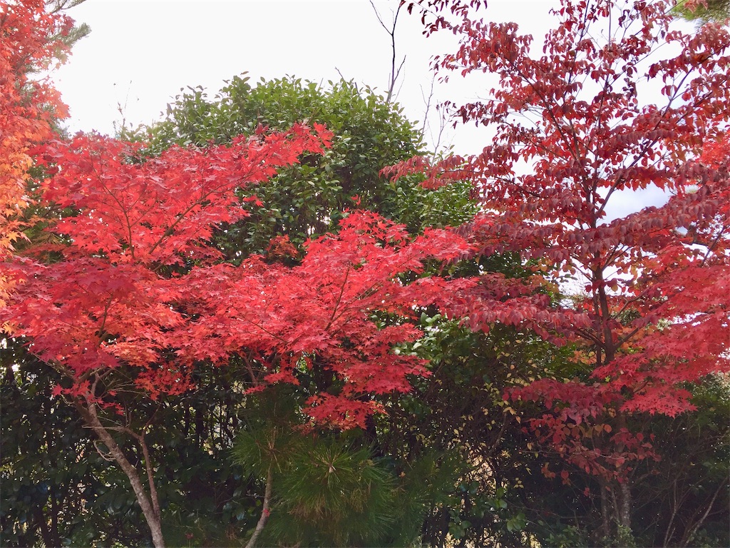 f:id:conakichi:20201113181636j:image f:id:conakichi:20201113181636j:image