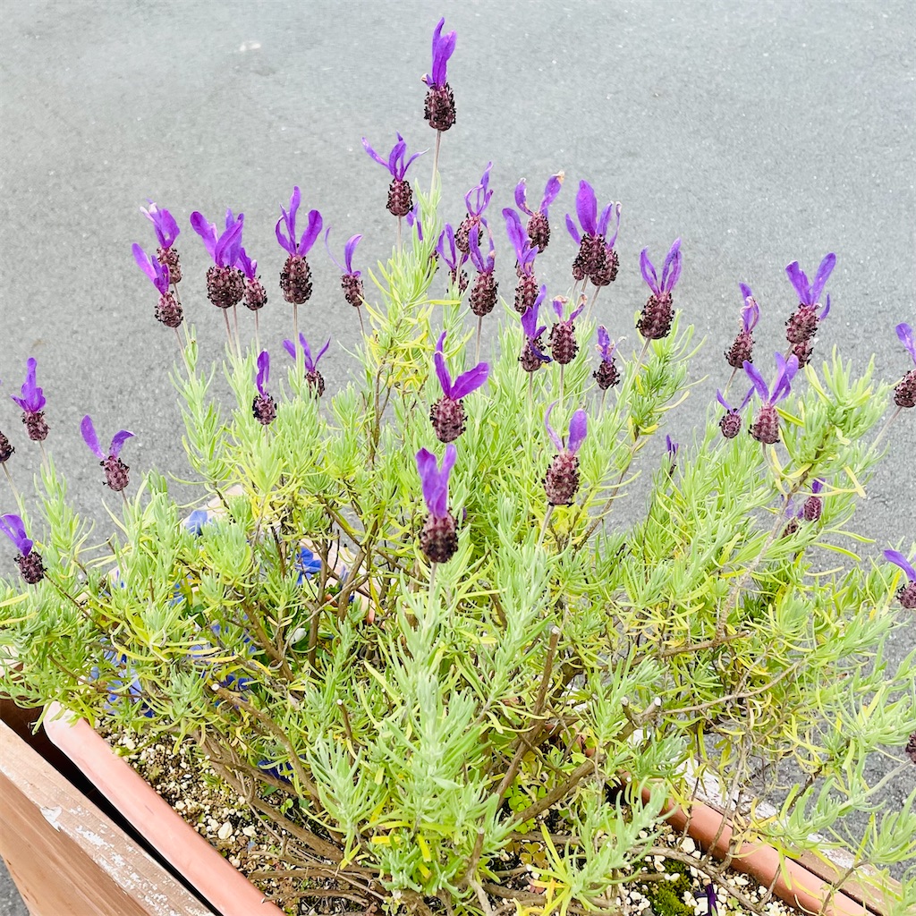 花の名前が分かるアプリ ピクチャーディス Conakichiのブログ