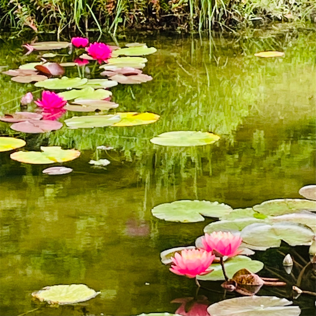 f:id:conakichi:20210607173855j:image