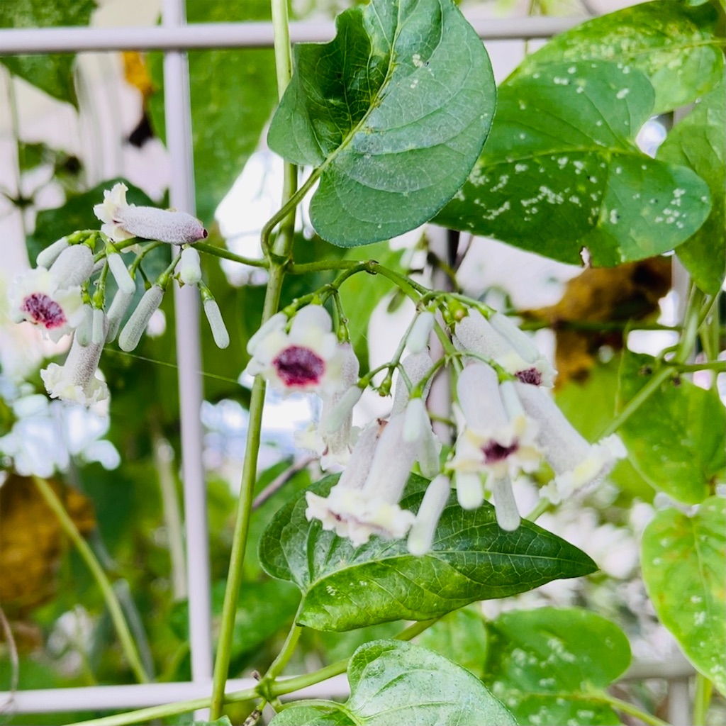 f:id:conakichi:20210909153918j:image f:id:conakichi:20210909153918j:image