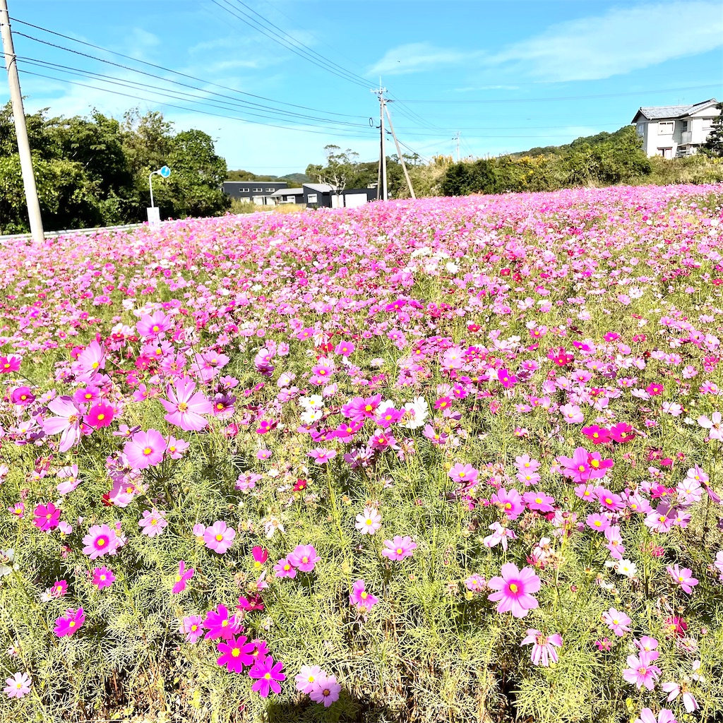 f:id:conakichi:20211024143029j:image f:id:conakichi:20211024143029j:image