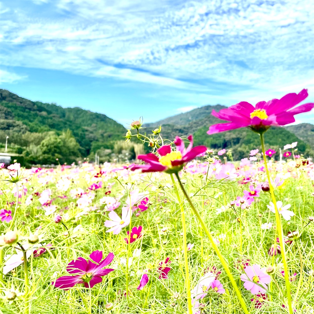f:id:conakichi:20211024143038j:image f:id:conakichi:20211024143038j:image