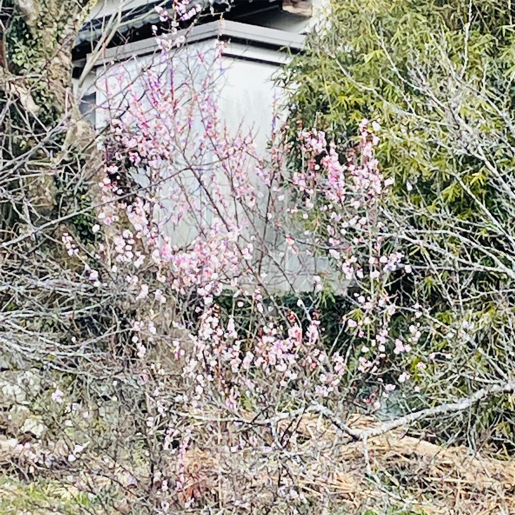 f:id:conakichi:20220210154325j:image f:id:conakichi:20220210154325j:image