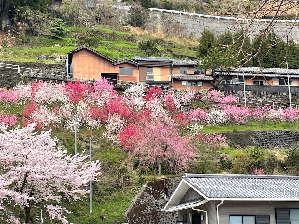 f:id:conakichi:20220331172856j:image