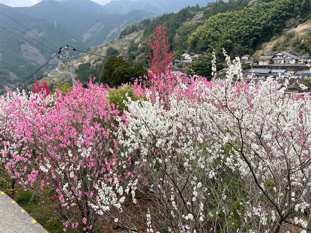 f:id:conakichi:20220331172901j:image